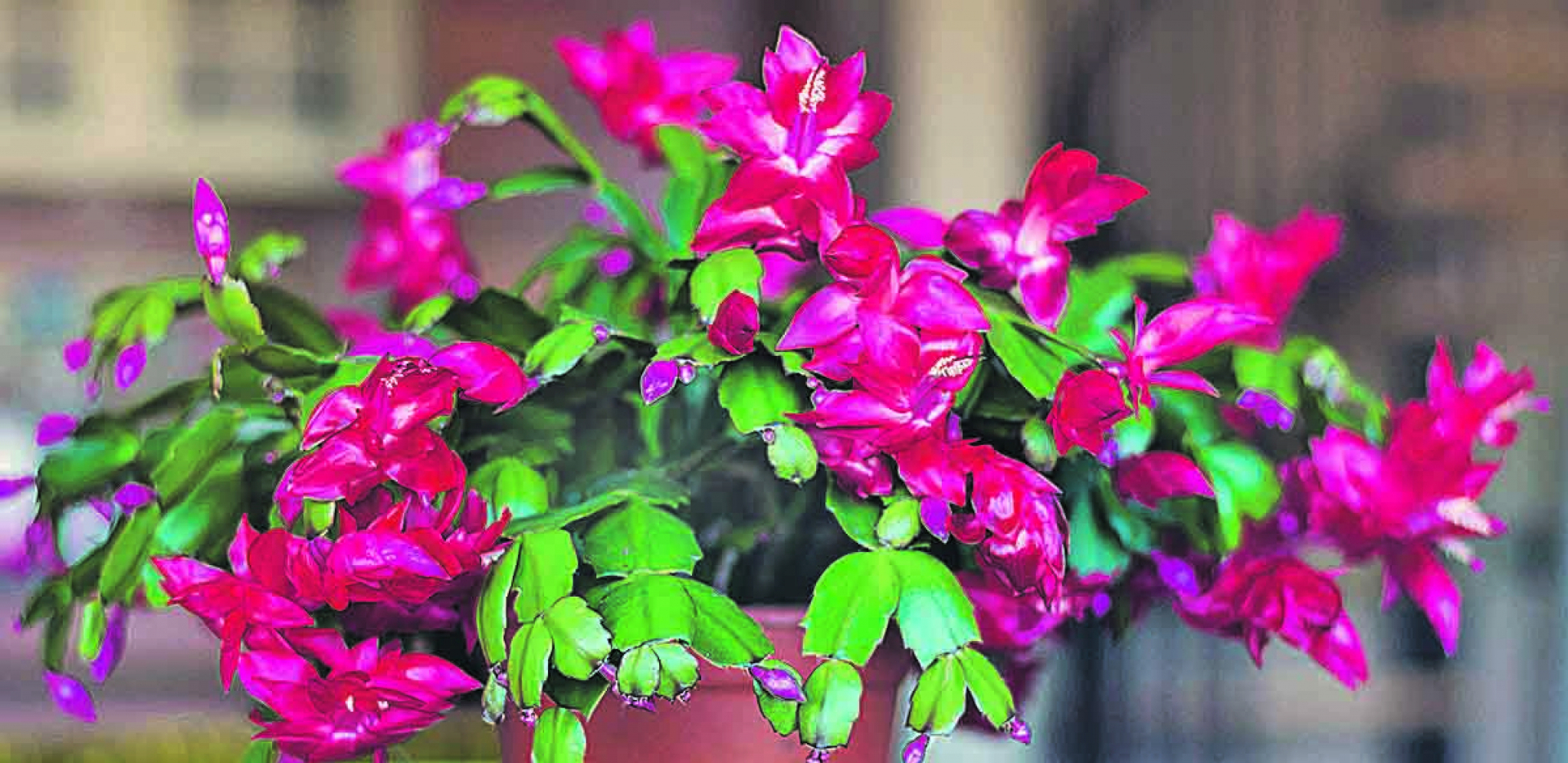 PRAVO JE VREME DA NABAVITE OVU BILJKU Božićni kaktus unosi radost u kuću