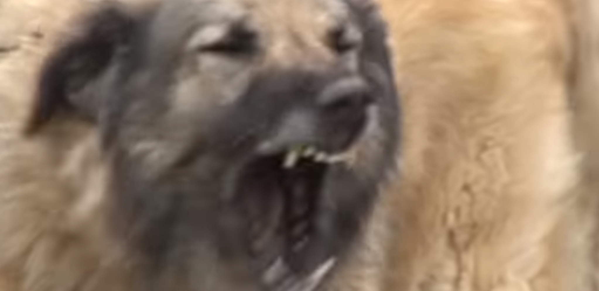 PSI IZUJEDALI ŽENU I DETE Stravičan incident u Topoli