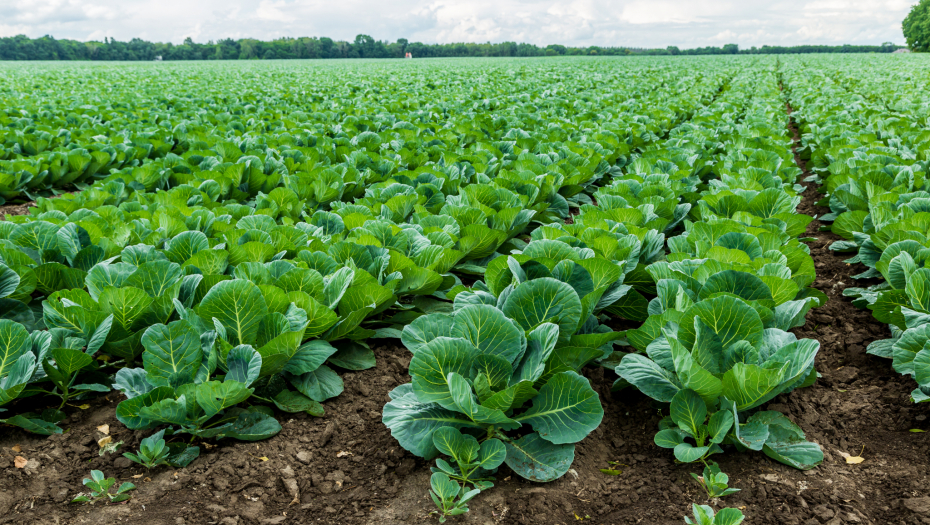 DOKTOR PERIŠIĆ OTKRIVA RECEPT ZA DUGOVEČNOST Ovo povrće je moćnije od koprive i kupusa zajedno, treba da se jede tri puta nedeljno