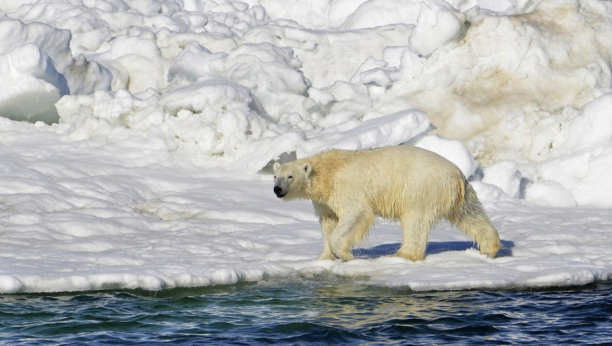 NAUČNICI U ŠOKU NOVIM OTKRIĆEM Stavili kamere na polarne medvede i zabeležili OVO (VIDEO)