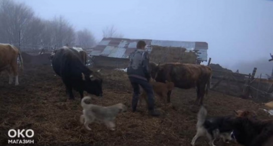 SVE SE PROMENILO NA GOLIJI, KRUŽE RUŽNE PRIČE Gorštak Dane očajan, Kristina ćuti, njeni roditelji ljuti