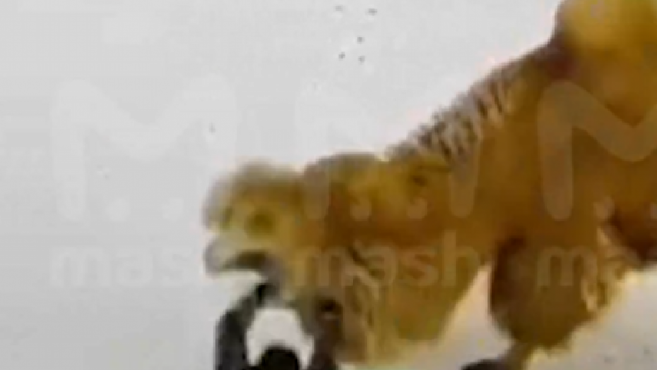 (UZNEMIRAVAJUĆI SNIMAK) KAMILA UBILA RUSA! Udarao je dok je ležala, a onda je počeo horor! (VIDEO)