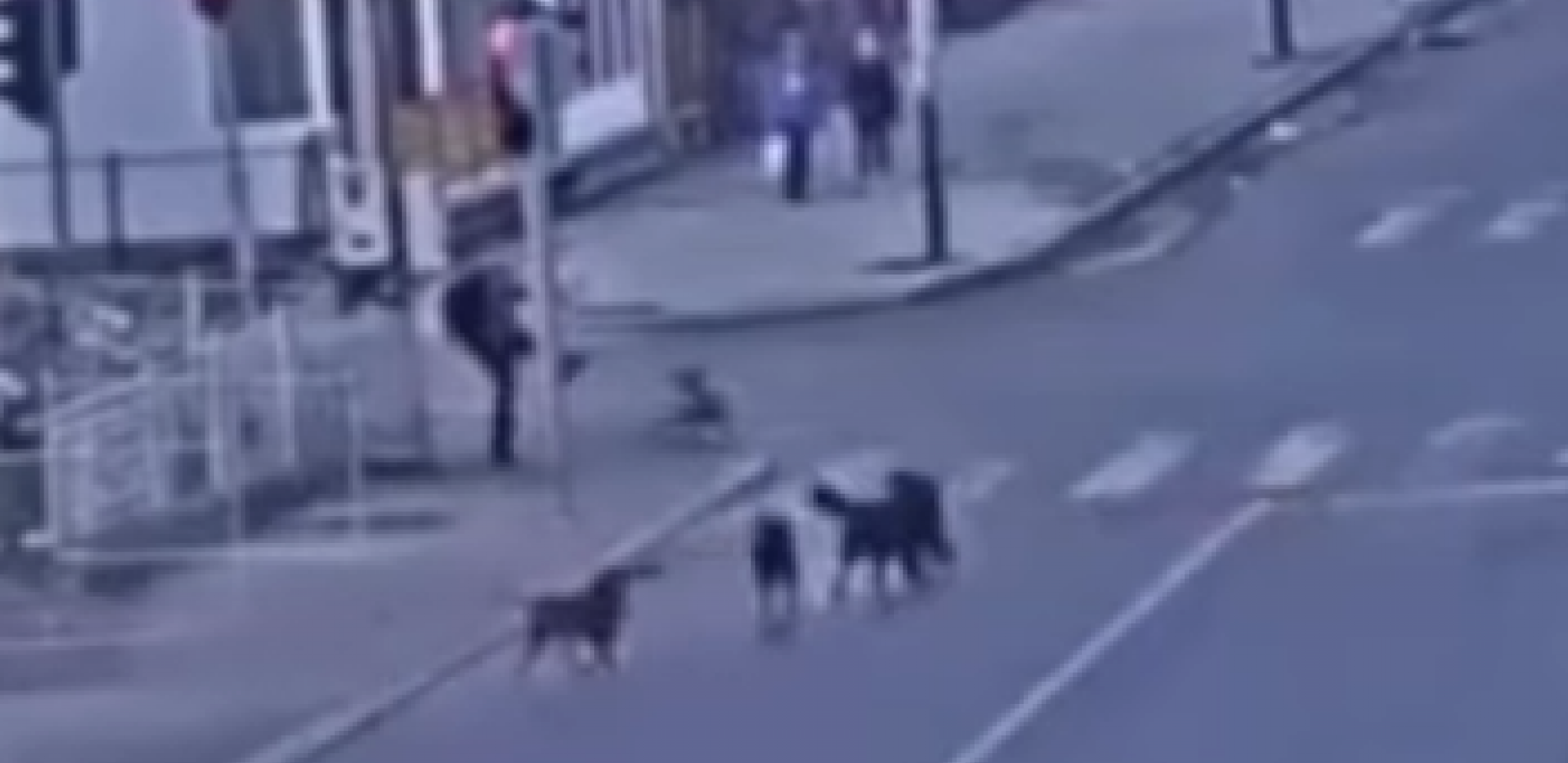 ZASTRAŠUJUĆE SLIKE IZ SJENICE Dečaka na pešačkom prelazu napao čopor lutalica! (VIDEO)