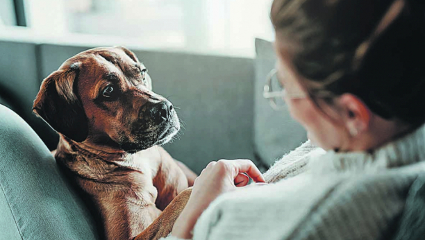 Sigurno ste se bar jednom zapitali: Da li psi mogu da se zaljube?