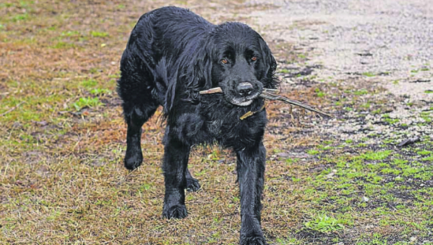 ŽIVOTINJA DANA Umesto da lovi plen i donese ga gazdi, juri ovce i raznosi šašu