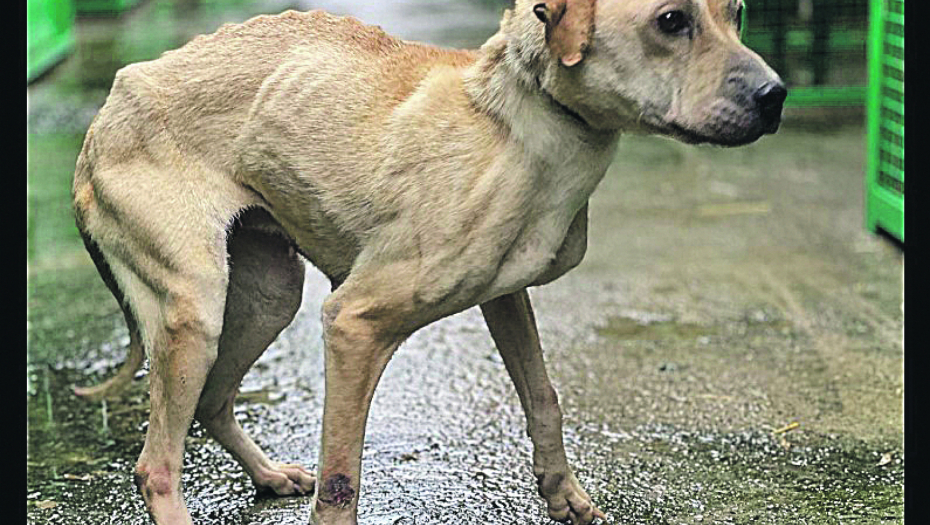 SKANDAL U VELIKOM GRADIŠTU Osumnjičeni volonter tvrdi da je brinuo o psima, a 120 njih je uginulo od gladi i žeđi!