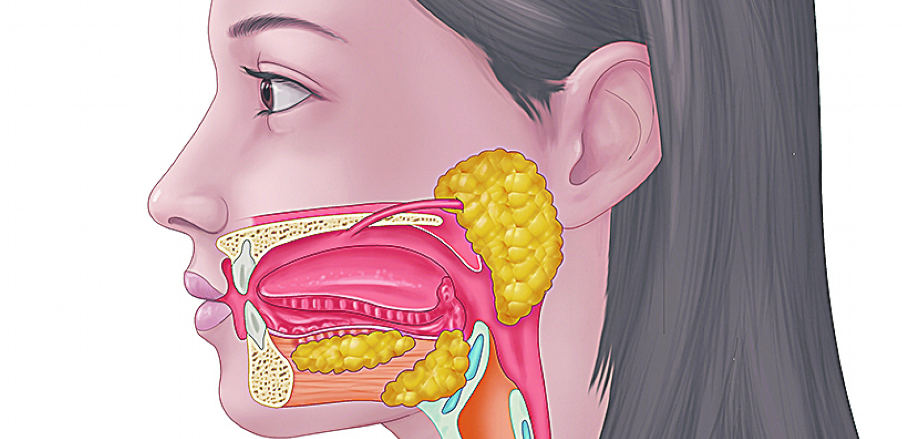 NE ZNAMO ŠTA SVE IMAMO U GLAVI Naučnici slučajno otkrili novi organ