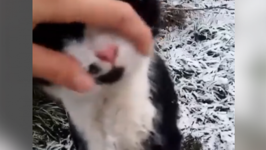 MONSTRUOZNO! Maloletnik ubio, obesio, pa rasporio psa i mačku! (UZNEMIRUJUĆI VIDEO)