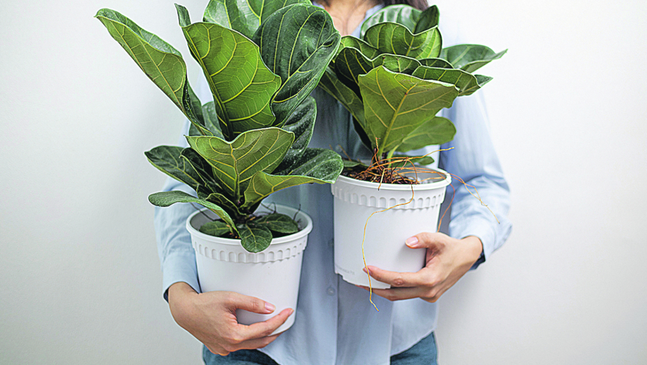 FENG ŠUI TEHNIKE KOJE VREDI ISPROBATI Ako držite FIKUS na OVOM mestu, novac i sreća su vam zagarantovani