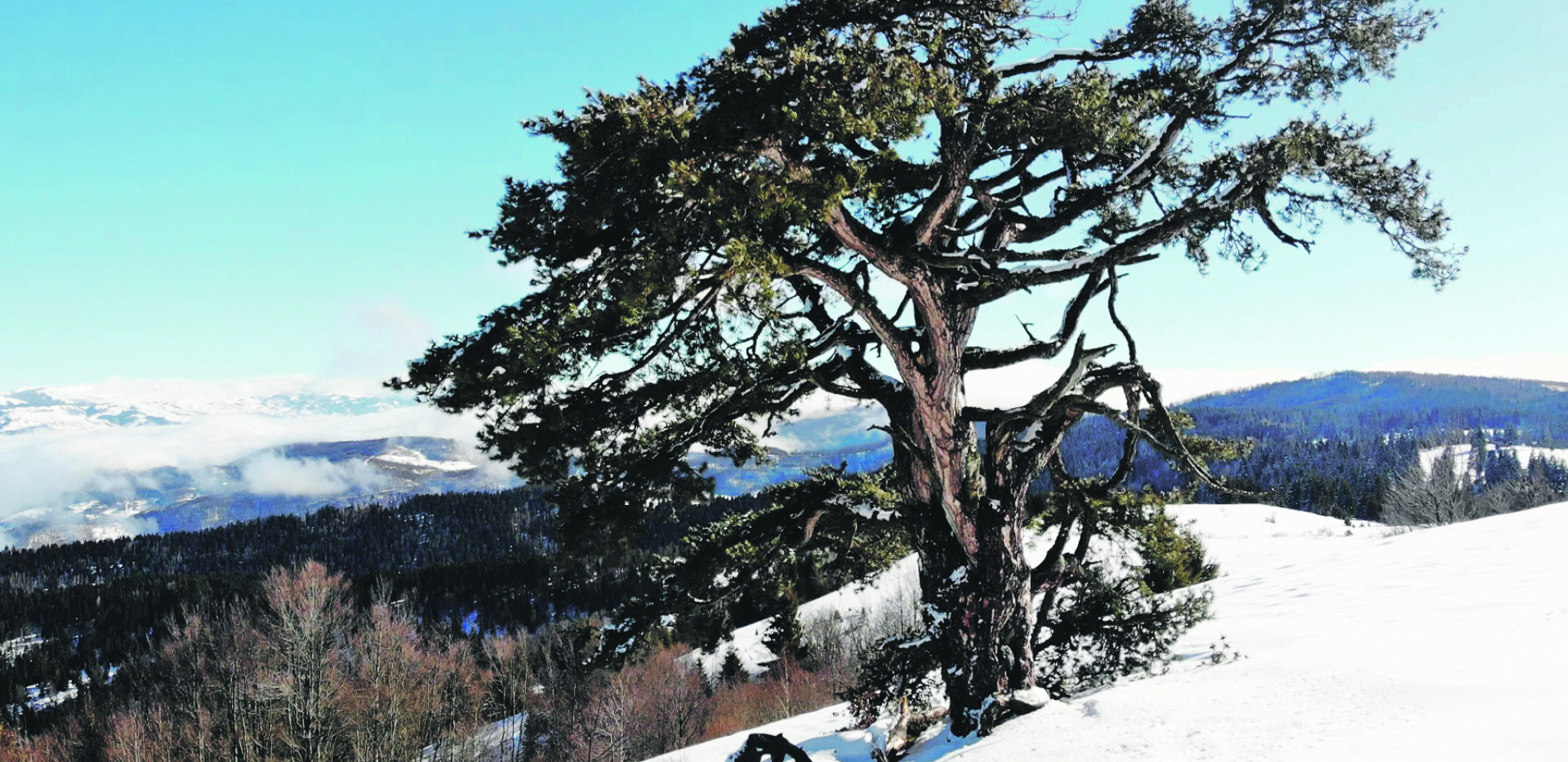 SVETO DRVO IZDRŽALO JAKE UDARE SNEGA Svako jutro sa strahom gledali ka njemu