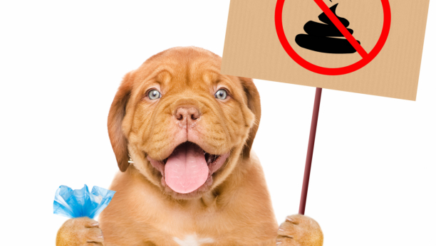 ČISTITE ZA LJUBIMCIMA Gliste iz izmeta mogu da zaraže stotine pasa, ali i njihove vlasnike