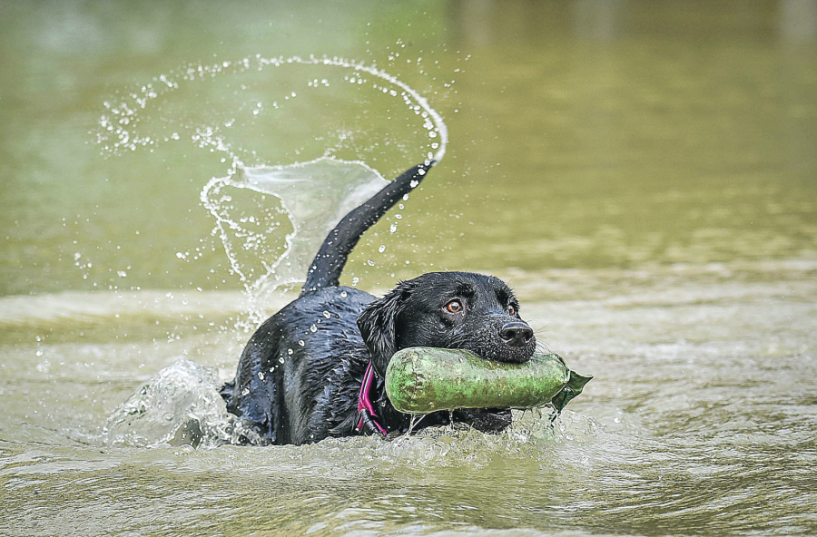 REP KOD PASA je izuzetno važan deo tela  i ima brojne uloge za koje možda i ne znate
