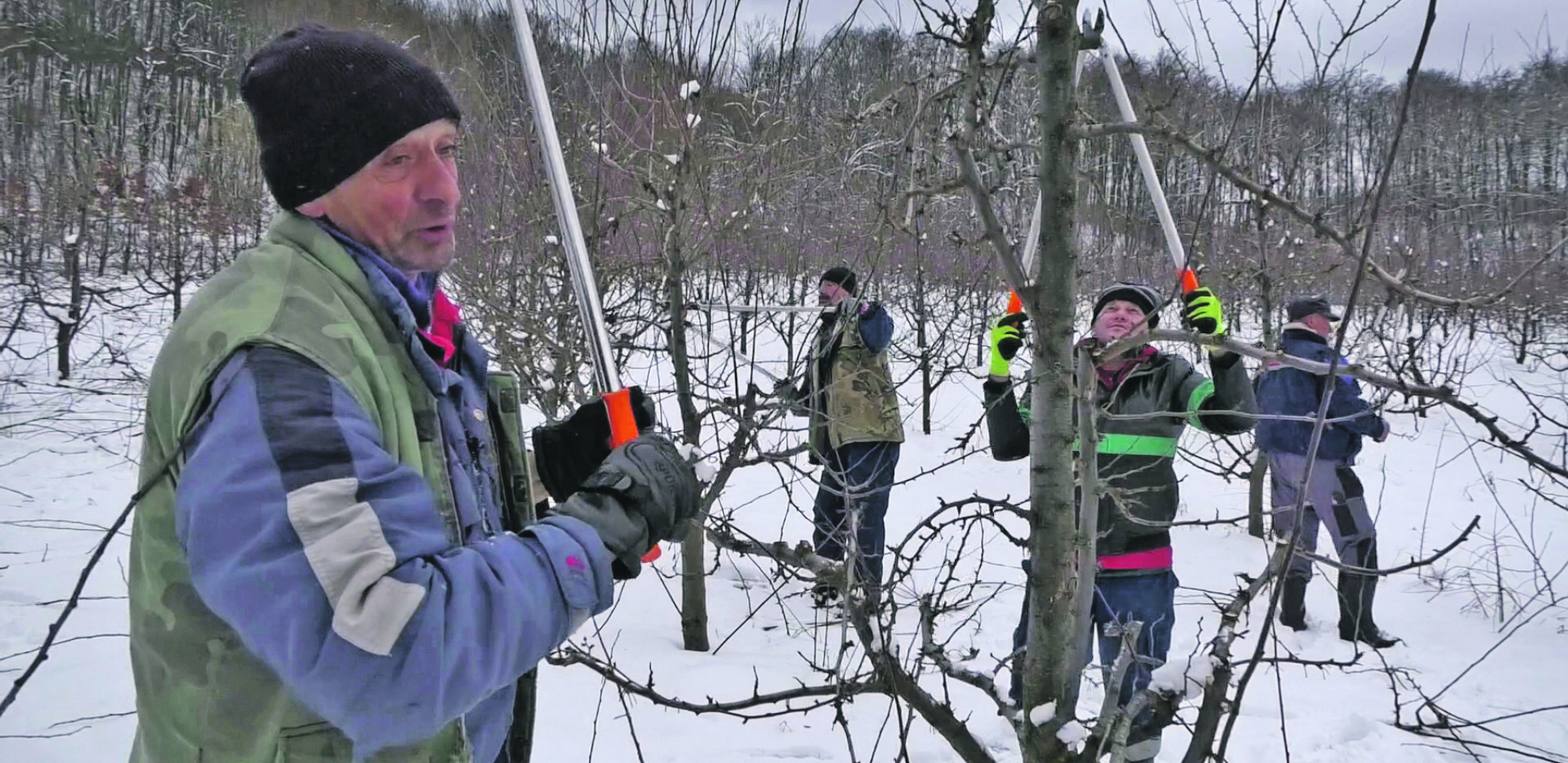 NAJTRAŽENIJI MAJSTORI Oni trenutno ne dižu glavu od posla, bukirani sve do aprila: Za orezivače iz Brusa nema zime!