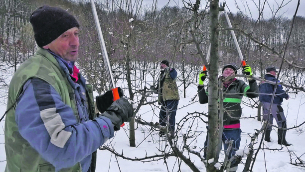 NAJTRAŽENIJI MAJSTORI Oni trenutno ne dižu glavu od posla, bukirani sve do aprila: Za orezivače iz Brusa nema zime!
