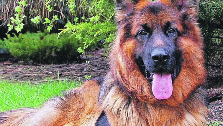 PRIČA O LUKASU SLAMA SRCA "Udomili smo psa da pomogne mom bolesnom sinu, ali kada smo videli šta mu je uradiio skamenili smo se"