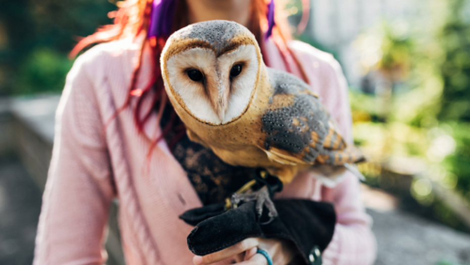 Sova u našoj zemlji ima sve manje! Saznajte kako da im pomognete ako naiđete na njih