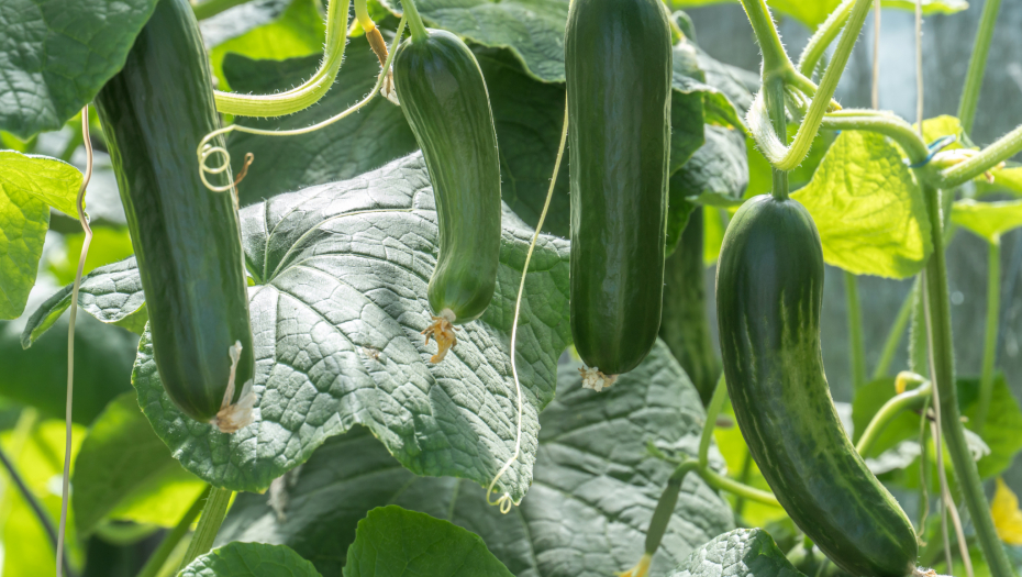 TIKVICE NAJBOLJE USPEVAJU U SAKSIJI Evo kako da ih gajite na balkonu