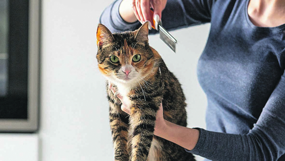 POJAVLJUJU SE RANE I ČIREVI Retka infekcija koju prenose mačke otkrivena u Evropi