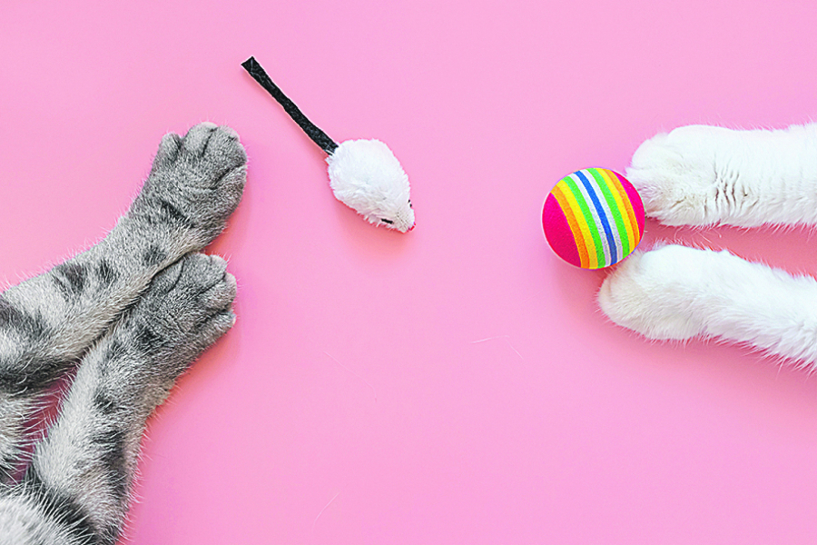 Maćke važe za ćudljiva stvorenja, ali uz ove trikove steći ćete njihovo poverenje