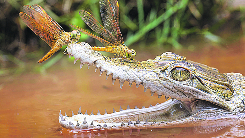 OVA MALA STVORENJA UBIJAJU KROKODILE, A NIKO NE BI POMISLIO! Nije reč o predatoru!