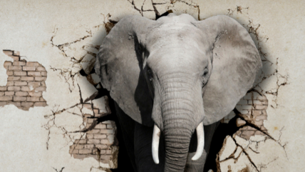 Slon u Indiji bio skoro tri sata na zubarskoj stolici, saznajte i zašto