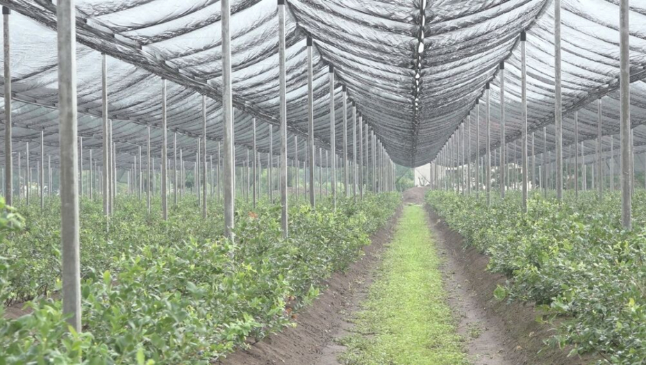 U SAKSIJI GAJI MILIONE Dejan pokrenuo unosan biznis, zainteresovan i Istok i Zapad