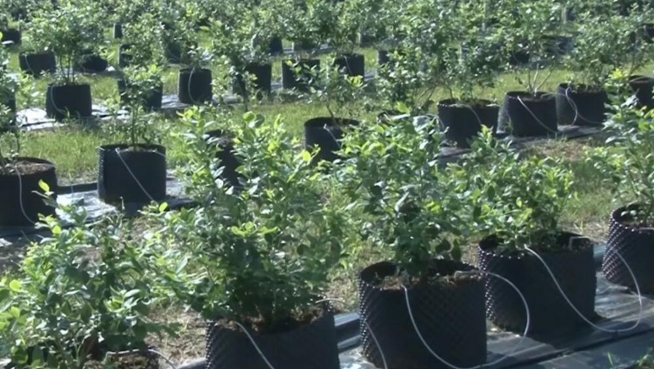 NA OVOM POSLU SEZONCI ĆE UZIMATI I DO 60 EVRA DNEVNICU Sezona počinje, od ovoga zavisi koliko će radnici dobiti