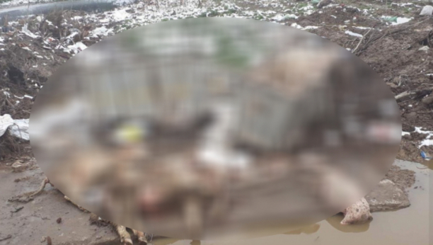 ZARAZA! Desetine uginulih životinja trule na putu: Seljak bacio leševe svinja pored kontejnera!