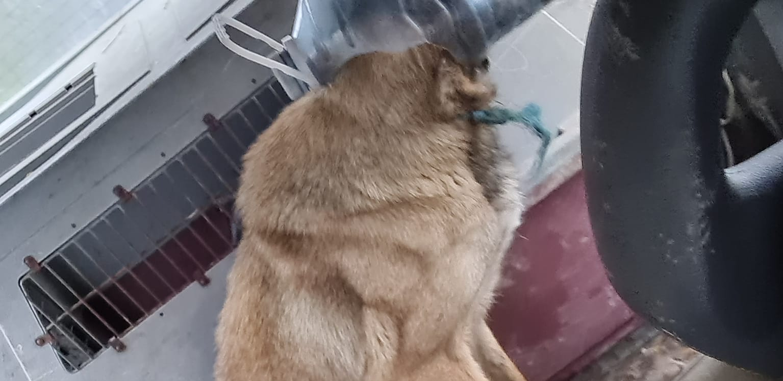 Monstrumi maltretirali psa, niko danima da mu pomogne