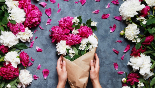 Udarnička sezona kreće: Petrovići iz Stančića kod Čačka proizvode cveće, u posao uključeni svi članovi porodice