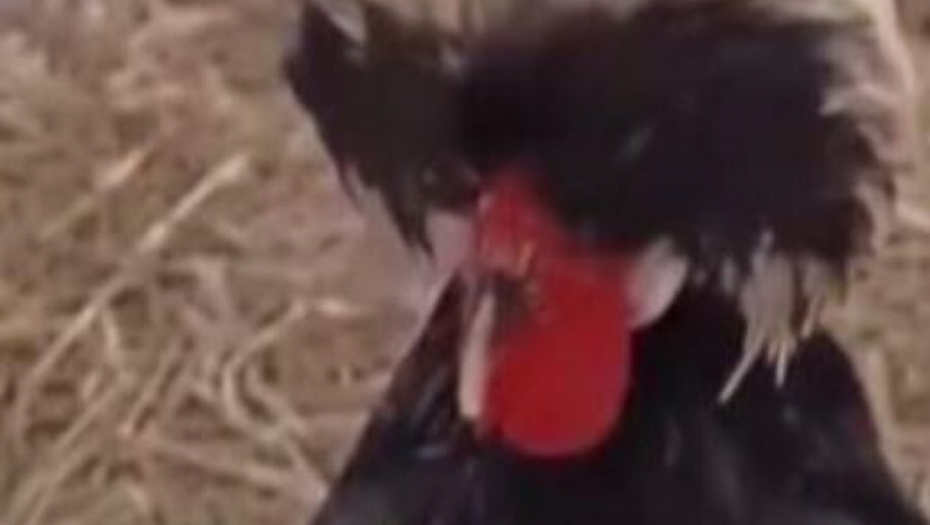 Dara Bubamara "Amidži šou"