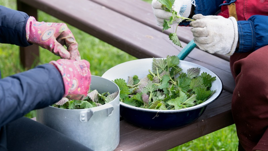 ZAMRZNETE LIST KOPRIVE Narodni travar otkriva prvu pomoć protiv alergija