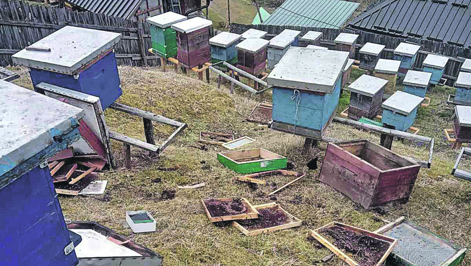 DRAMA KOD NOVE VAROŠI Upala mečka i razvalila četiri košnice u selu Puljci: Nezvani gost rasturio pčelinjak