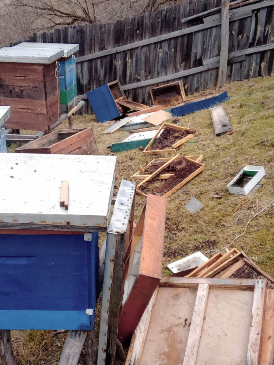 DRAMA KOD NOVE VAROŠI Upala mečka i razvalila četiri košnice u selu Puljci: Nezvani gost rasturio pčelinjak