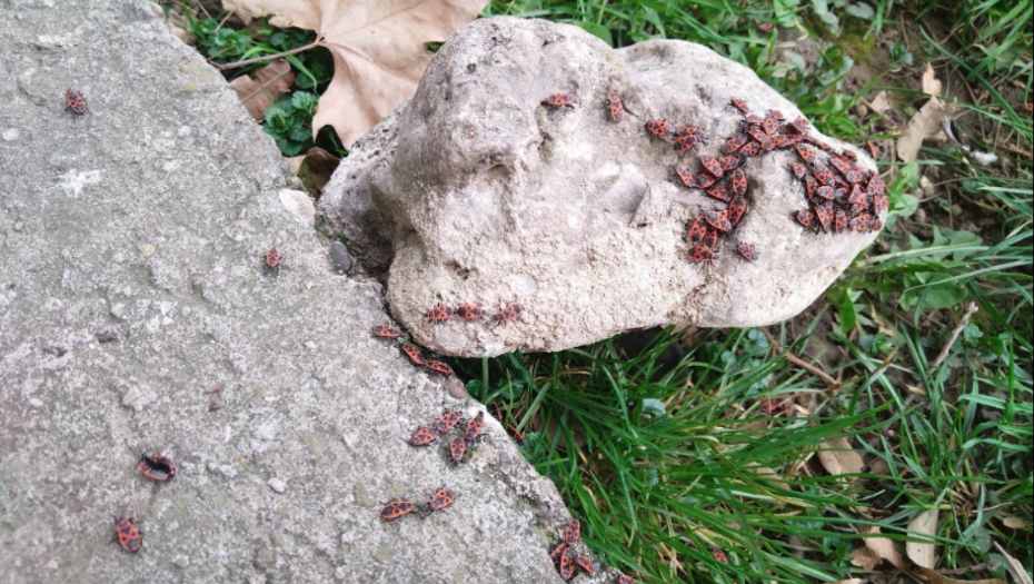 NAJEZDA CRVENIH BUBA! Banjalučane muče pitanja: Jesu li ovi insekti štetni po nas i kako da ih uklonimo? (FOTO)