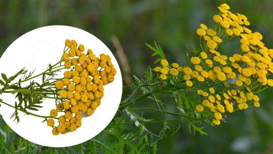 BILJKA "BESMRTNOSTI" Ruski naučnici otkrili sastojak koji može da uspori starenje