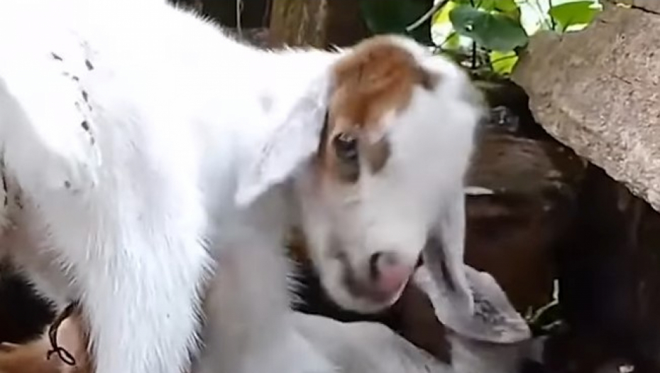 ROĐENA KOZA - PAUK, DOBILA IME MAJA!  Čudo prirode snimljeno kamerom, ljudi u neverici (VIDEO)