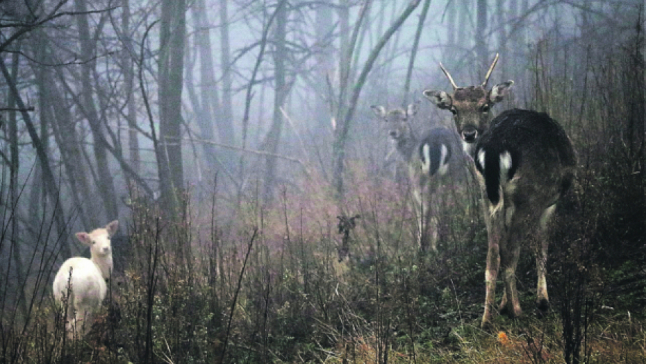 ŠTA ĆE SADA NJIHOVE ĆERKE Potresne reči komšija nakon stradanja bračnog para kod Siriga