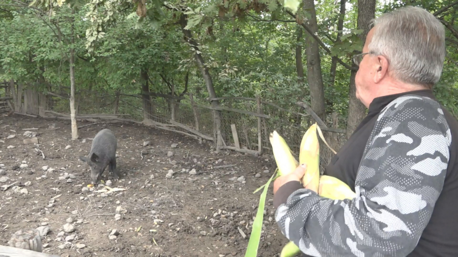 IMA 200 KILOGRAMA I SVI GA VOLE Mićko glavna atrakcija u selu