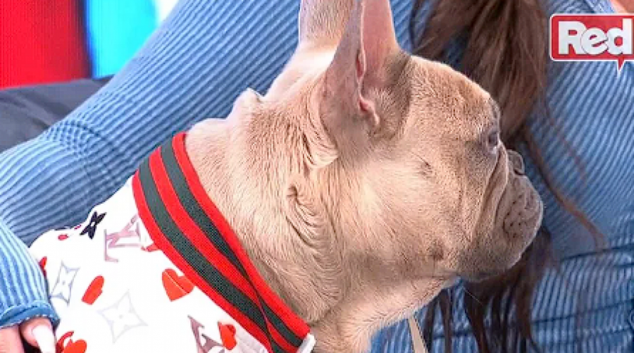 UDARILI JE GDE JE NAJVIŠE BOLI Stanija priznala ko je platio njen skupi automobil, ali i rekla da je kritikuju zbog psa