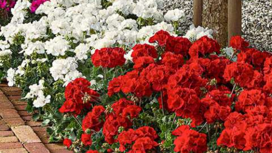 MUŠKATLE SU VAM "ZASTALE U RASTU" Dovoljna je 1 kap ovog jeftinog sredstva i cvetaće kao lude celo leto