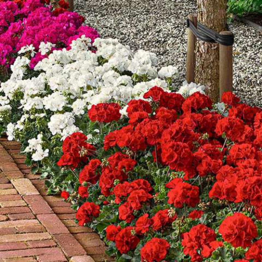 NAPRAVITE FANTAZIJU U SAKSIJI Pre nego iznesete muškatle, obavezno dodajte kap ovoga i raskošno će cvetati do kasne jeseni