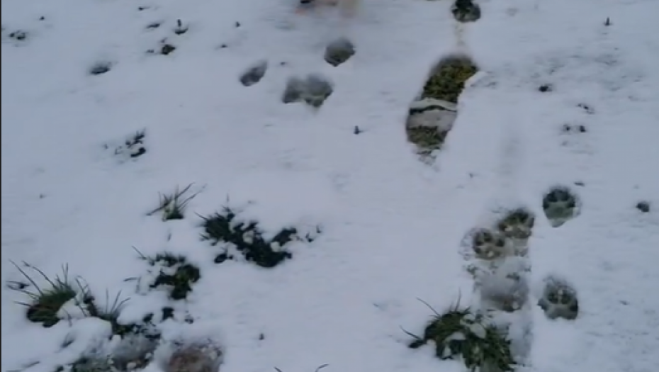 Milan Topalović Topalko