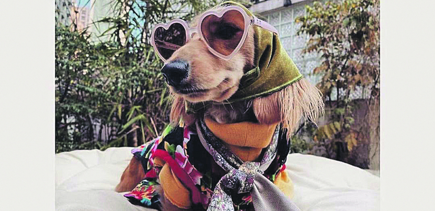 PASJI ŽIVOT Jazavičar Fifi leti biznis klasom, oblači se u Guči i Barberi a vlasnica otkrila u čemu je stvar