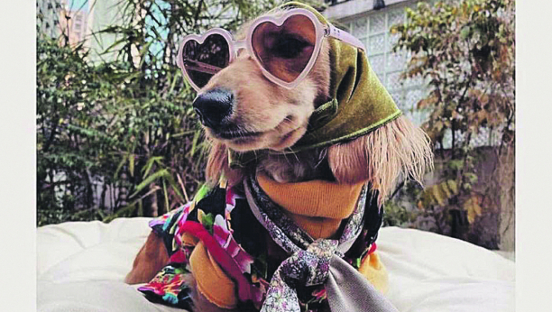 PASJI ŽIVOT Jazavičar Fifi leti biznis klasom, oblači se u Guči i Barberi a vlasnica otkrila u čemu je stvar