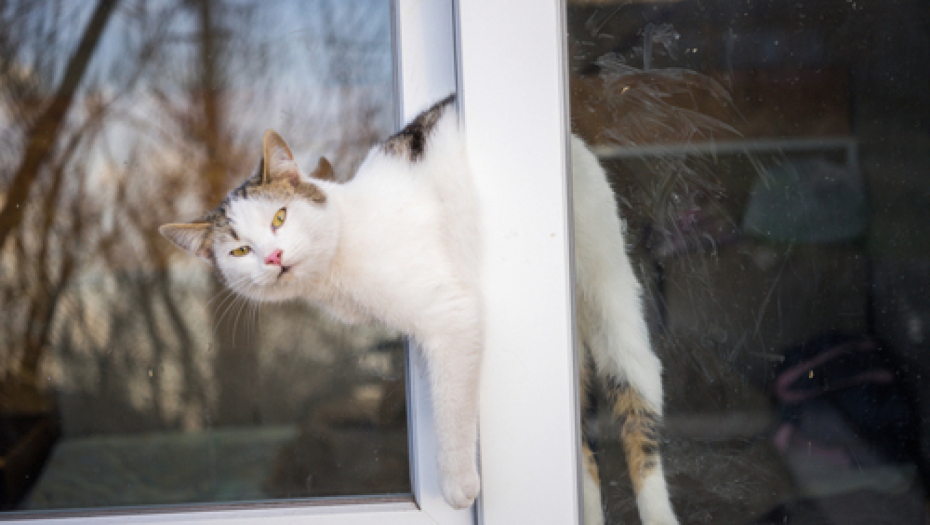 Jednostavan trik kako da sprečite svoju radoznalu macu da pobegne od kuće