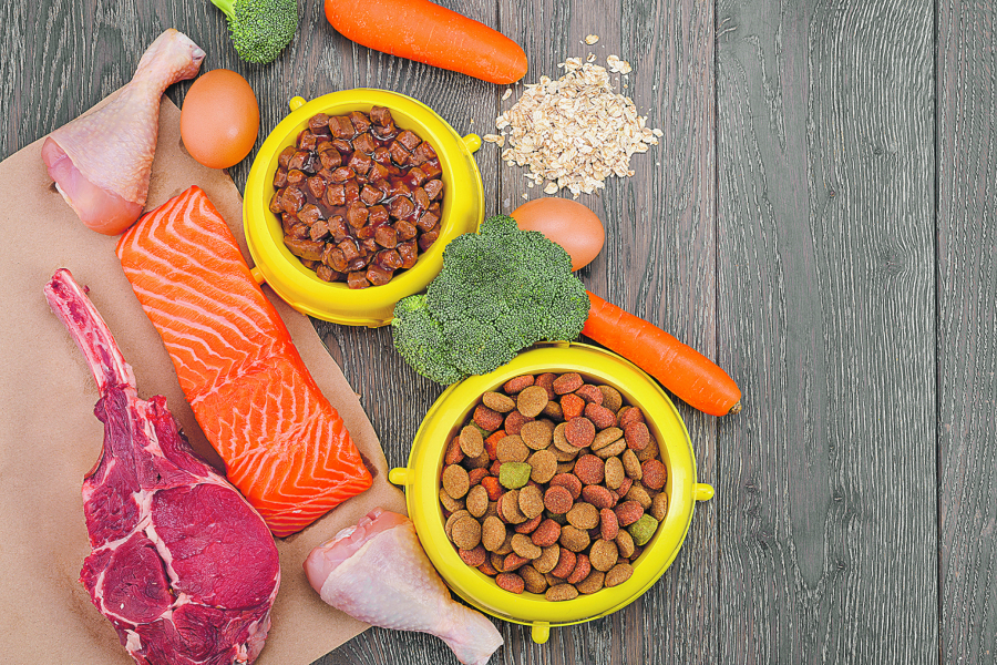 VODIČ ZA AVANTURISTE Iako zvuči neobično, možete voditi svoju cicamacu na kampovanje u prirodu