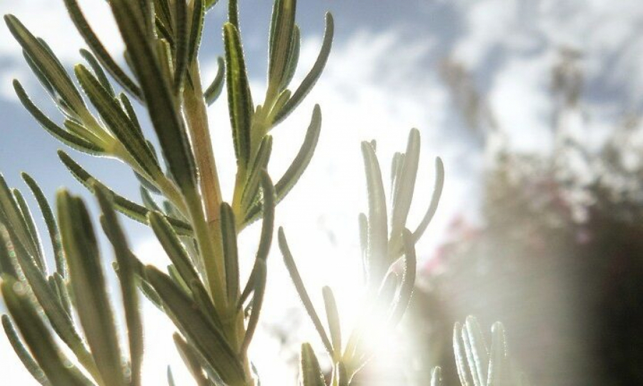 OVA BILJKA RADI KAO TALISMAN Neki je drže pored kreveta, a neki u novčaniku