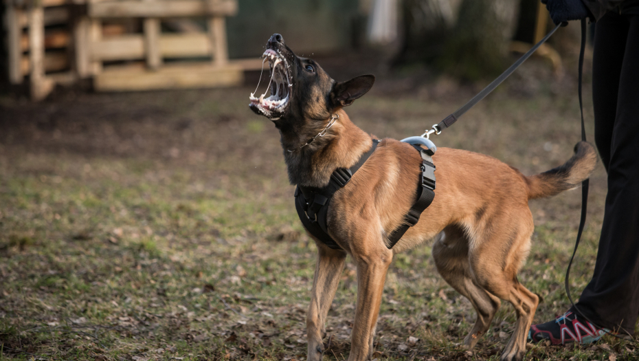 DETALJI UŽASA NA NOVOM BEOGRADU Mališana ugrizao vezani pas, vlasnica ga odvela u nepoznatom pravcu