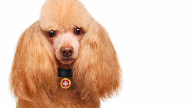 Dobre vesti za sve ljude koji imaju ljubimce! Oni rade bolje od lekova iz apoteke